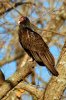DSC_0881-1tn.JPG