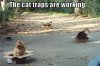 cat traps 3853442670_d5d53f02ca_o.jpg