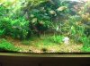 tank spring 11 010.jpg