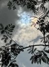 Eclipse heading for totality with tree.jpg