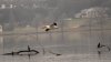 jrcompton bird.jpg