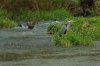 DSC_1542-1tn.JPG