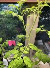 Tomatoes_5197.JPG
