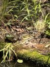 Bullfrog-HotDay_5228.JPG
