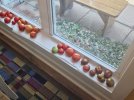 IMG_0551.jpeg