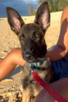 Abo Dutch Shepard.jpg