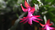 DSC_1009.png
