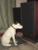Nipper_Side.jpg