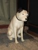 Nipper_Front.jpg