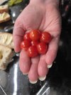 HandofTomatoes_5819.JPG