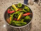 IMG_0559.jpeg