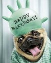 dog-happy-birthday-memes-91.jpg