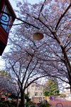 blossom.jpg