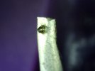 PICA0043.jpg