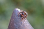 Phidippus Audax.jpg