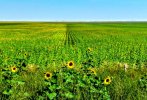 sunflower.jpg