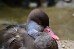 DSC_7109.JPG
