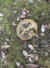 IMG_0255.jpeg