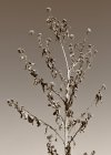 202501 M Sun-Dried by Wayne Bretl.jpg