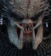 Predator-3393355281.jpg