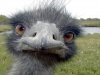 ostrich face up close.jpg