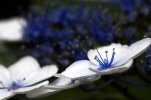 _DSC0267.JPG