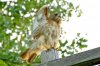 DSC_4900ps4_filteredtn.jpg