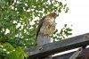 DSC_4904ps_filteredtn.jpg