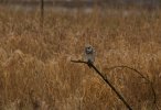 _DSC3413 1.jpg