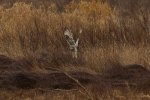 _DSC3651.jpg