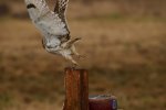 _DSC3897 1.jpg