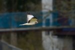 _DSC4911.jpg