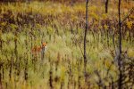 D71_3231-1.jpg D71_3231-1.jpg