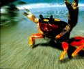 Crabs.jpg