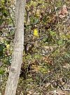 Backyard-Goldfinch_7308.jpeg