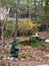 Backyard-Pond-Forsythias_7319.jpeg