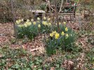 Backyard-Daffies-porchview_7313.jpeg