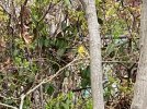 Backyard-Goldfinch2_7312.jpeg