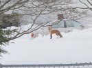 Fox.jpg Fox.jpg