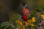CMY04474-ʻApapane Enhanced-NR.jpg