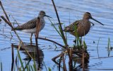 Long-Billed Dowitcher & Greater Yellowlegs.JPG