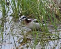Phalarope.JPG