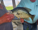 2025 crappie2.png