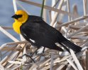Yellow Headed Blackbird 3.JPG