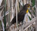 Yellow Headed Blackbird female.JPG