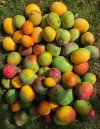 IMG_1885-near last mangoes - sm.jpg