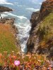 mighty pacivic and flowers (Small).JPG