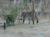 Bobcat in the backyard 2.jpg