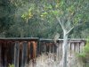 Bobcat climbing the fence.jpg