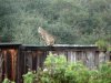 Bobcat on the fence 2.jpg
